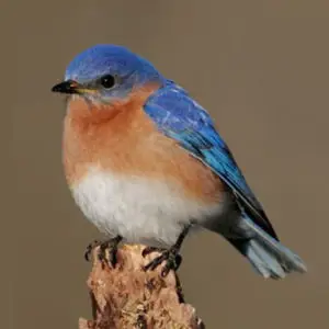 Bird House Quest